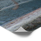 Dall Sheep Poster (Ecke)