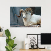Dall Sheep Poster (Heimbüro)
