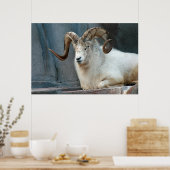 Dall Sheep Poster (Küche)