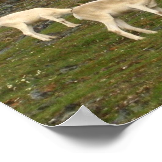 Dall Sheep Poster (Ecke)