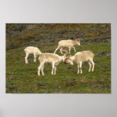 Dall Sheep Poster (Vorne)