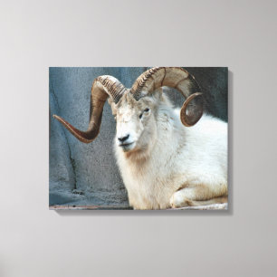 Dall Sheep Wrapped Canvas Leinwanddruck