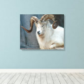 Dall Sheep Wrapped Canvas Leinwanddruck (Insitu (Holzboden))