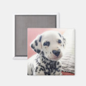 Dalmatian Heart Nose Magnet (Vorderseite/Rückseite)