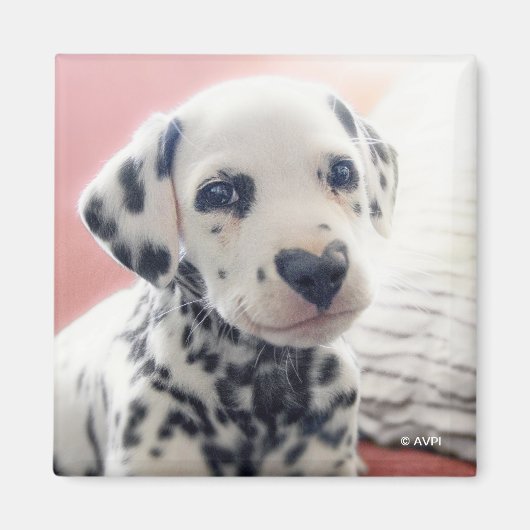 Dalmatian Heart Nose Magnet (Vorne)