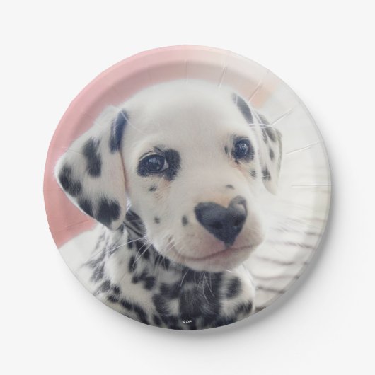 Dalmatian Heart Nose Pappteller (Vorderseite)
