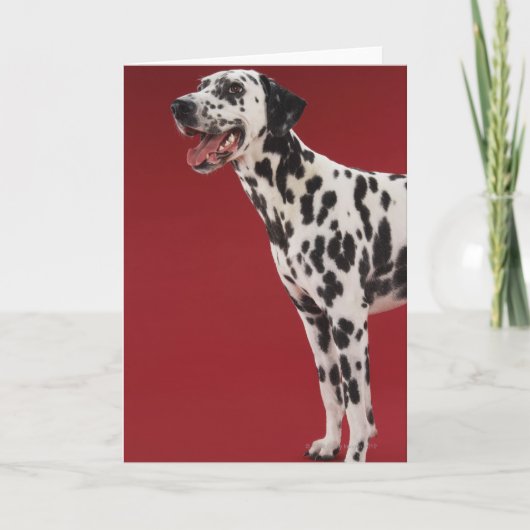 Dalmatian Karte (Vorderseite)