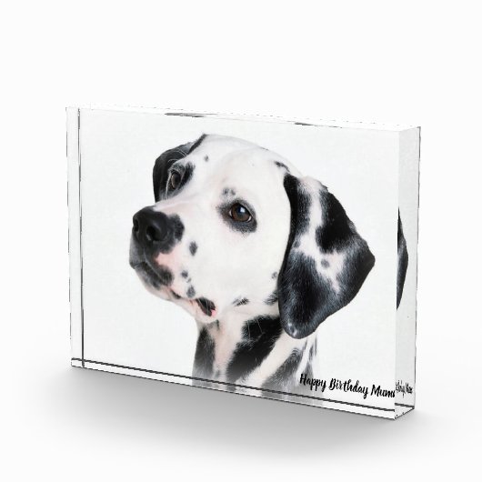 Dalmatinenhund Fotoblock (Rechts)