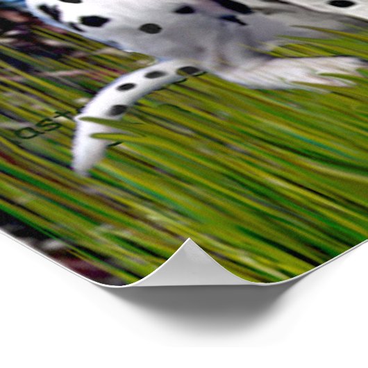 Dalmatiner 1 - Starry Night (Vert) Poster (Ecke)