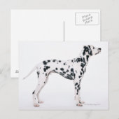 DALMATINER 3 POSTKARTE (Vorne/Hinten)