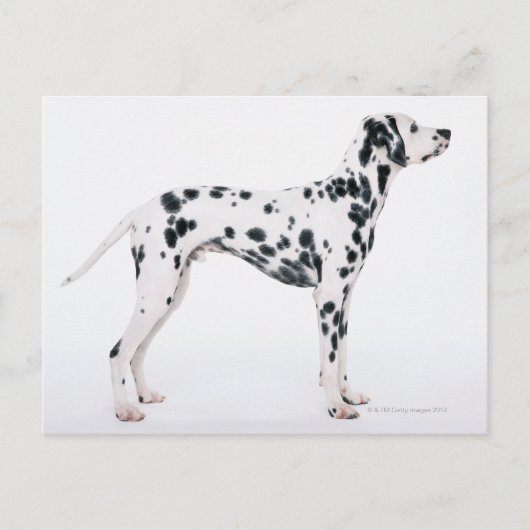 DALMATINER 3 POSTKARTE (Vorderseite)