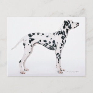 Dalmatiner 3 postkarte
