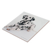 Dalmatiner 4 fliese (Seite)