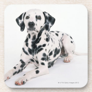 Dalmatiner 4 getränkeuntersetzer