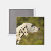DALMATINER 4 MAGNET (Vorderseite/Rückseite)