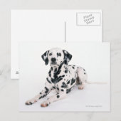 DALMATINER 4 POSTKARTE (Vorne/Hinten)