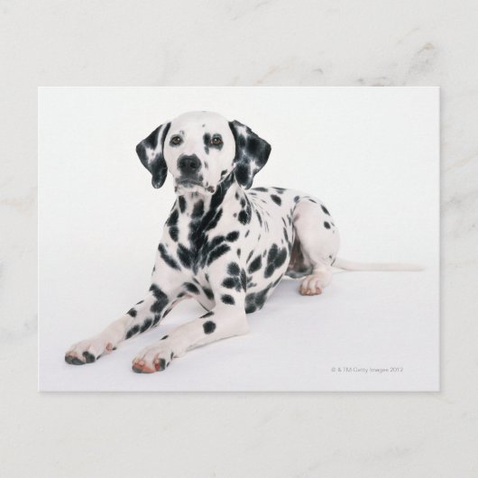 DALMATINER 4 POSTKARTE (Vorderseite)