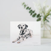 DALMATINER 4 POSTKARTE (Stehend Vorderseite)