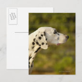 DALMATINER 4 POSTKARTE (Vorne/Hinten)