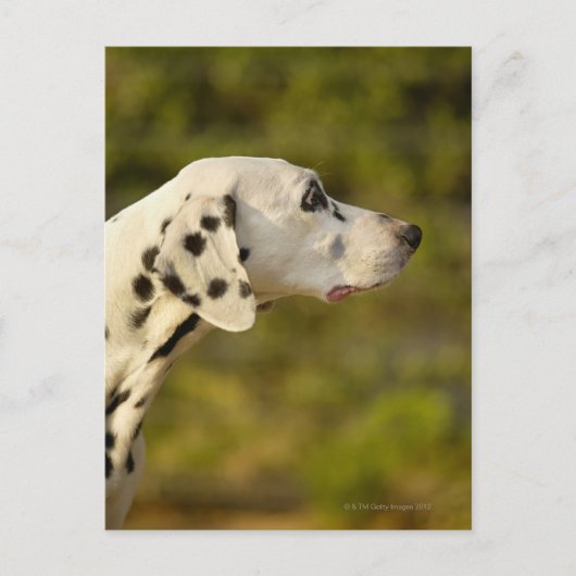 DALMATINER 4 POSTKARTE (Vorderseite)