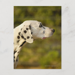 DALMATINER 4 POSTKARTE