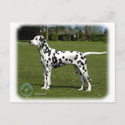 Dalmatiner 9T085D-119 Postkarte (Vorderseite)