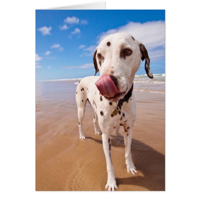 Dalmatiner Dog on Beach (Vorne)