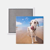 Dalmatiner Dog on Beach Magnet (Vorderseite/Rückseite)