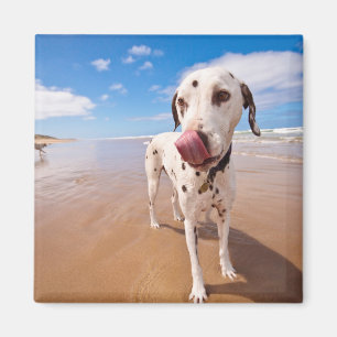 Dalmatiner Dog on Beach Magnet