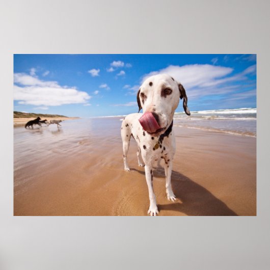 Dalmatiner Dog on Beach Poster (Vorne)