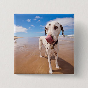 Dalmatiner-Hund auf Strand Button