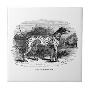 Dalmatiner-Hund - Dalmatiner und Hundeschablone Fliese