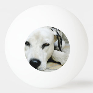 Dalmatiner-Hund Tischtennisball