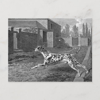 Dalmatiner Hund Vintag Zeichnend Postkarte