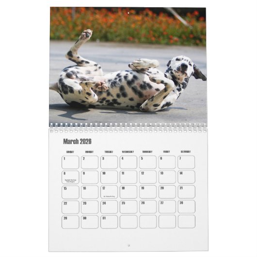 Dalmatiner-Hundekalender Kalender (Mär 2026)