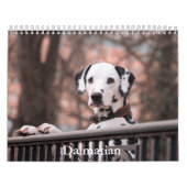 Dalmatiner-Hundekalender Kalender (Titelbild)