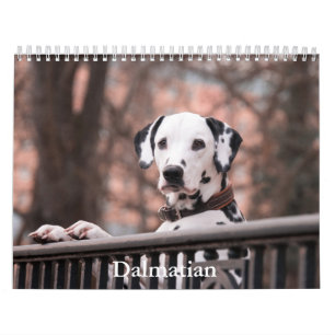 Dalmatiner-Hundekalender Kalender