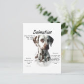 Dalmatiner (Leber) Historie Postkarte (Stehend Vorderseite)