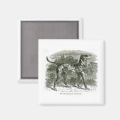 Dalmatiner Magnet (Vorderseite/Rückseite)