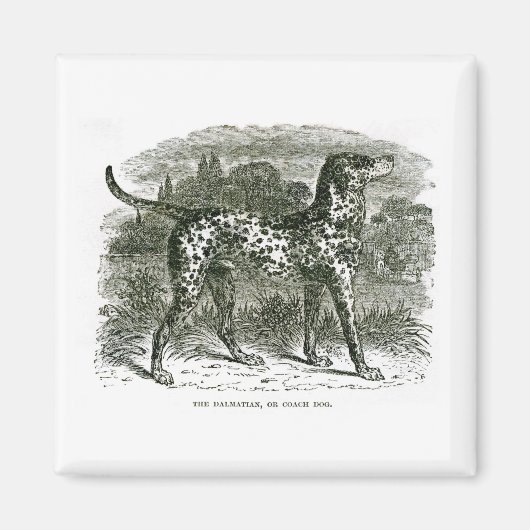 Dalmatiner Magnet (Vorne)