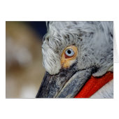 Dalmatiner Pelican (Vorderseite (Horizontal))