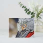Dalmatiner Pelican Postkarte (Stehend Vorderseite)