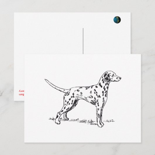 Dalmatiner Postkarte (Vorne/Hinten)