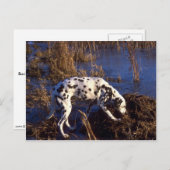 Dalmatiner Postkarte (Vorne/Hinten)