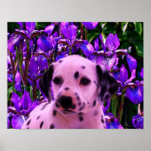 Dalmatiner Puppy Iris Blume Hund Kunst Poster (Vorne)