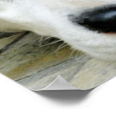 Dalmatiner-Restposter Poster (Ecke)