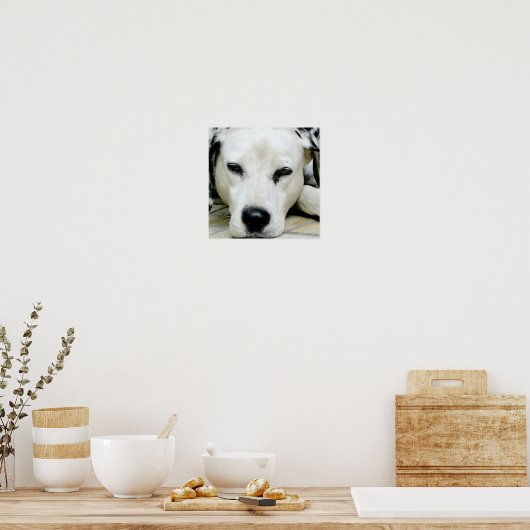 Dalmatiner-Restposter Poster (Küche)