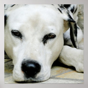 Dalmatiner-Restposter Poster
