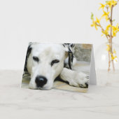 Dalmatiner-stillstehende Gruß-Karte Karte (Gelbe Blume)