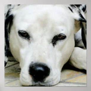 Dalmatiner-stillstehendes Plakat